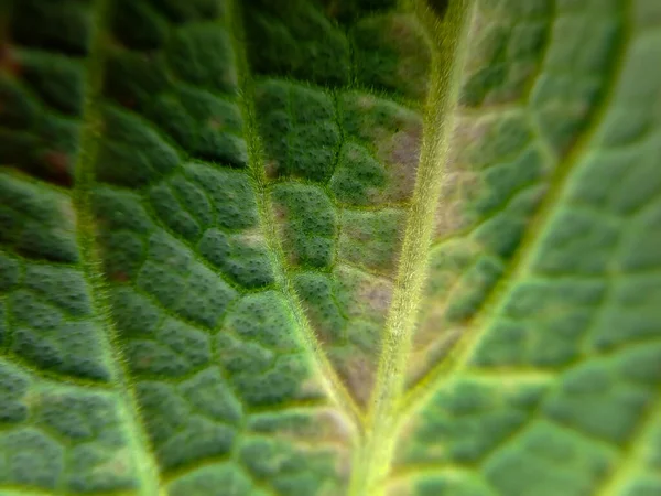 卷心菜叶是鲜绿色的 紧密起皱的有机纤维质感 适用于墙纸背景 — 图库照片