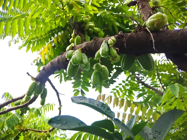 Bilimbi Okurka Kamias Sorrel Tree Tamarind Starfruit Buloh Starfruit Bimbiri — Stock fotografie