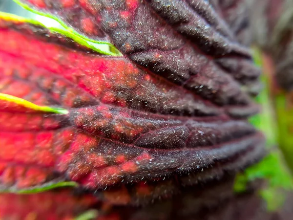 红色科雷氏纹理 红茎适合背景 — 图库照片