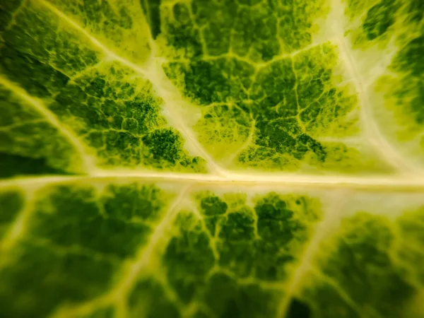 Groene Swiss Chard Leaf Textuur Met Gele Stengels Geschikt Voor — Stockfoto