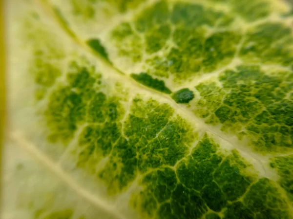 Texture Verte Swiss Chard Leaf Avec Des Tiges Jaunes Adaptées — Photo