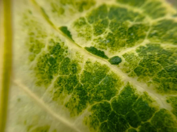 Texture Verte Swiss Chard Leaf Avec Des Tiges Jaunes Adaptées — Photo