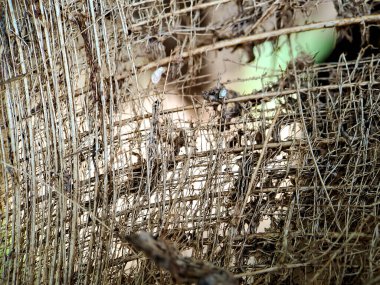 Hindistan cevizi sütun yapısına yakın, hindistan cevizi fiber ağacından çekilmiş, kahverengi doğal arka plan. Tüketim ve çevre üretimi için. Genellikle araba koltukları ve şilteler için kullanılır.