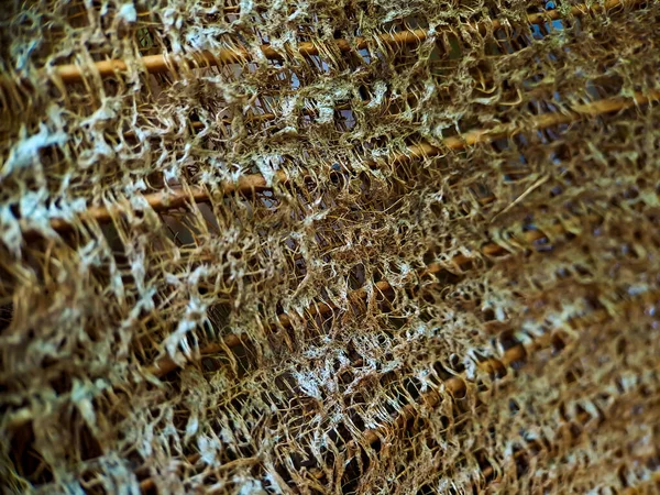 靠近椰子椰子树的结构 在椰子纤维树上拍摄 棕色的自然背景 用于消费和环境生产 汽车座垫 床垫常用的 — 图库照片