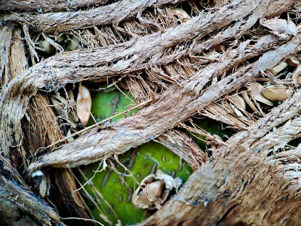 Närbild Kokosnöt Kokosstruktur Skjuten Kokosfiber Träd Brun Naturlig Bakgrund För — Stockfoto