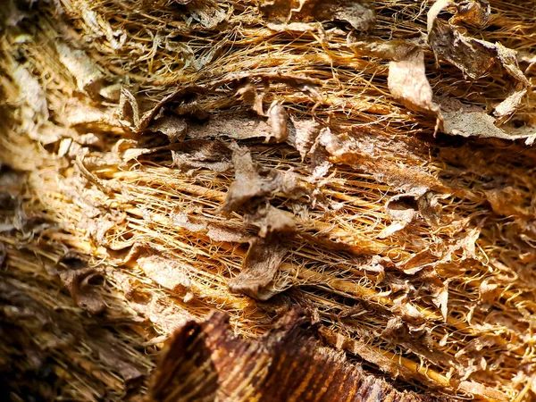 Close Van Een Kokoskokosstructuur Geschoten Een Kokosvezelboom Bruine Natuurlijke Achtergrond — Stockfoto