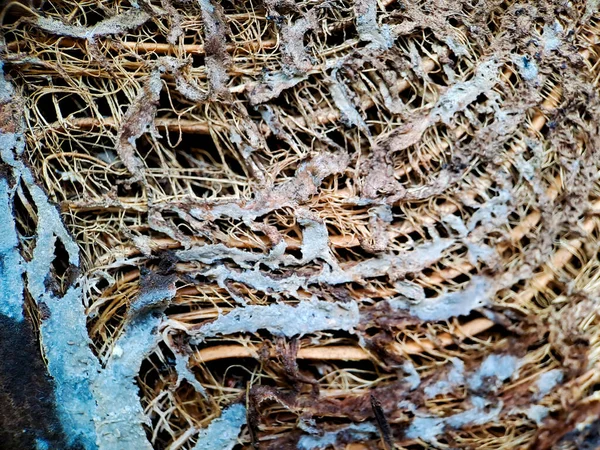 ココナッツのコイア構造の近くに ココナッツ繊維の木 茶色の自然の背景に撮影した 消費と環境生産のためです 車の座席やマットレスによく使われます — ストック写真