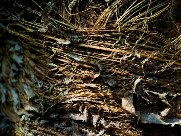 Крупный План Структуры Кокосового Ореха Снятый Кокосовом Волокне Коричневый Естественный — стоковое фото