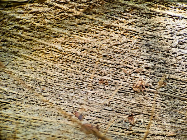 Zbliżenie Struktury Kokosowej Strzał Drzewie Kokosowym Brązowe Naturalne Tło Konsumpcji — Zdjęcie stockowe