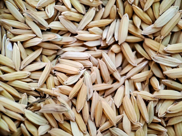 stock image paddy rice in Indonesia, food paddy rice. background, surface, Background from pile of paddy rice and rice seeds macro shot from the top view