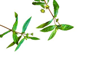 Grevillea robusta green, genellikle güney ipek meşesi, ipek meşe veya ipek meşe, gümüş meşe veya Avustralya gümüş meşesi olarak bilinir, Proteaceae familyasından bir çiçek bitkisidir..