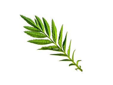 Grevillea robusta green, genellikle güney ipek meşesi, ipek meşe veya ipek meşe, gümüş meşe veya Avustralya gümüş meşesi olarak bilinir, Proteaceae familyasından bir çiçek bitkisidir..