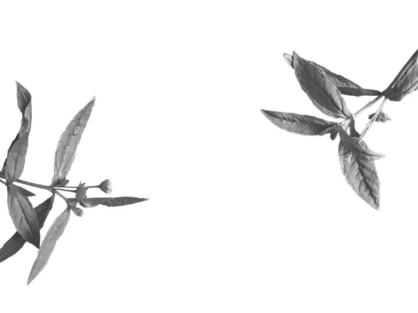 白いテクスチャの背景に葉のオーバーレイシャドウ 装飾的な製品のプレゼンテーション バナー オンライン製品 広告に最適です — ストック写真
