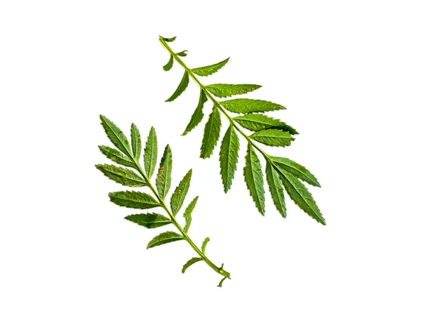 Grevillea Robusta Green Commonly Known Southern Silk Oak Silk Oak — Stock Photo, Image