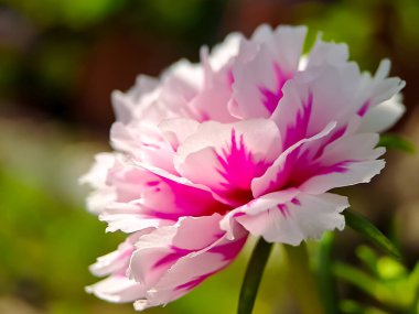 Yeşil bulanık arkaplanda pembe yosun çiçeği. Çiçekli Portekiz ihtişamlı florası. Bahçede makro fotoğraf çekimi