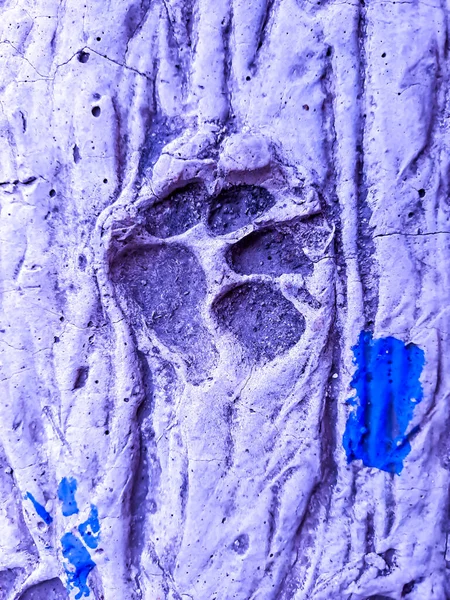 Cat Footprints Cement Concrete Blue Background — Stock Photo, Image
