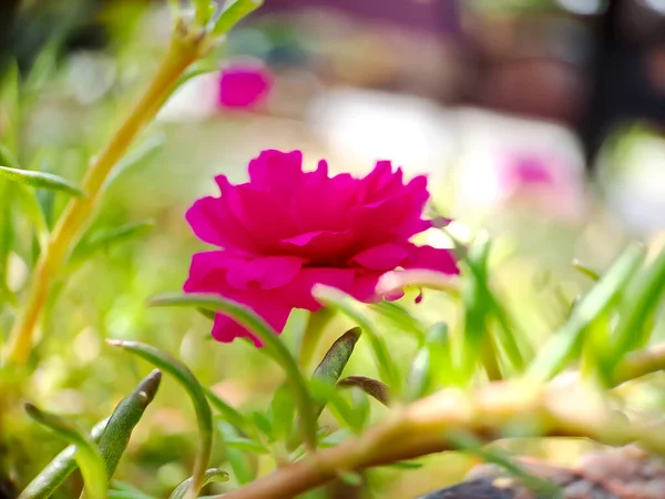 stock image Pink Moss rose flower on green blur background. Portulaca grandiflora tree with flowers. macro photography shot in the garden