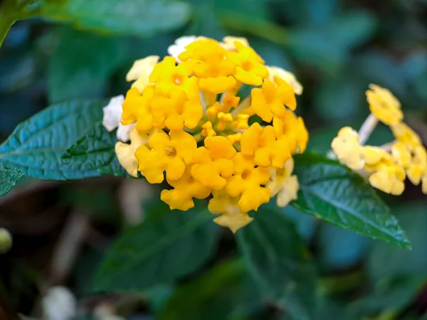 Die Gelbe Lantanas Ist Eine Blühpflanze Aus Der Familie Der — Stockfoto