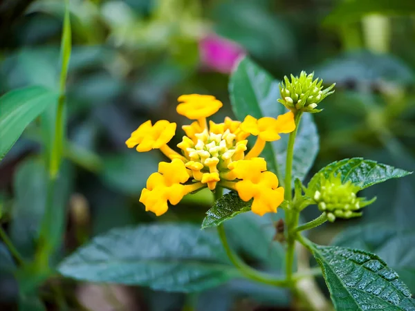 Die Gelbe Lantanas Ist Eine Blühpflanze Aus Der Familie Der — Stockfoto