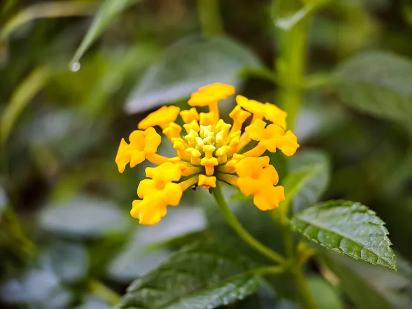 stock image Yellow lantana is a type of flowering plant from the Verbenaceae family originating from the tropics of Central and South America. Lantana camara. Macro yellow flower closeup. in a public park