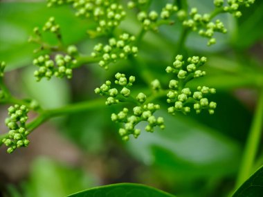 Sambucus, Adoxaceae familyasından bir bitki cinsidir. Çeşitli türlere genellikle mürver veya mürver böğürtlenleri denir.