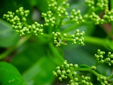 Sambucus, Adoxaceae familyasından bir bitki cinsidir. Çeşitli türlere genellikle mürver veya mürver böğürtlenleri denir.