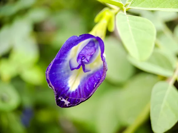Makro Motýl Hrášek Květ Modrý Hrášek Bluebellvine Cordofan Hrášek Klitoria — Stock fotografie