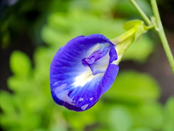 大蝴蝶豌豆花蓝色豌豆 心形豌豆 绿叶隔离在模糊的背景 在一个明亮的清晨拍摄 — 图库照片