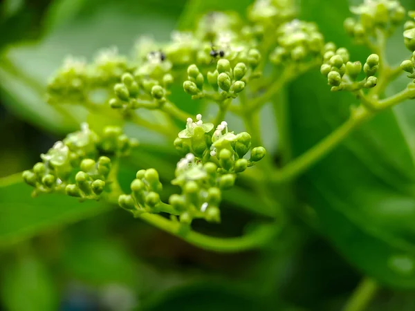 Sambucus Ist Eine Pflanzengattung Aus Der Familie Der Adoxaceae Die — Stockfoto