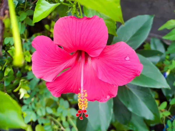 Hermosa Flor Hibisco Rojo Árbol Con Fondo Borroso Toma Una —  Fotos de Stock