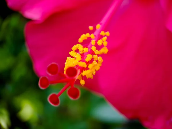 Krásný Červený Ibišek Květ Stromě Rozmazaným Pozadím Záběr Slunečného Rána — Stock fotografie