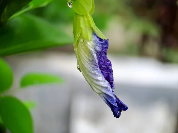 Μακρά Πεταλούδα Μπιζέλι Λουλούδι Μπλε Μπιζέλι Bluebellvine Cordofan Μπιζέλι Clitoria — Φωτογραφία Αρχείου