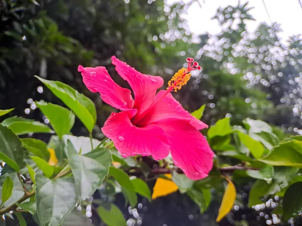 Όμορφο Κόκκινο Λουλούδι Ιβίσκου Ένα Δέντρο Θολή Φόντο Πλάνο Ενός — Φωτογραφία Αρχείου