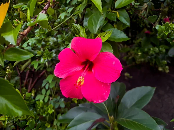 美丽的红色芙蓉花在一棵背景模糊的树上 在一个家庭花园的阳光灿烂的早晨拍摄 免版税图库图片