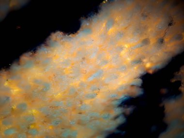 Dua halısının koyu mavi ve altın rengi dokusu. Duvar kağıdı arkaplanı için uygun