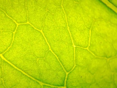 Yeşil bougainvillea yapraklarının makro dokusu, duvar kağıdı arkaplanı için uygundur
