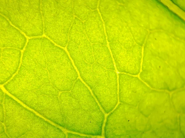 緑のブーゲンビリアの葉のマクロな質感は壁紙の背景に適しています — ストック写真