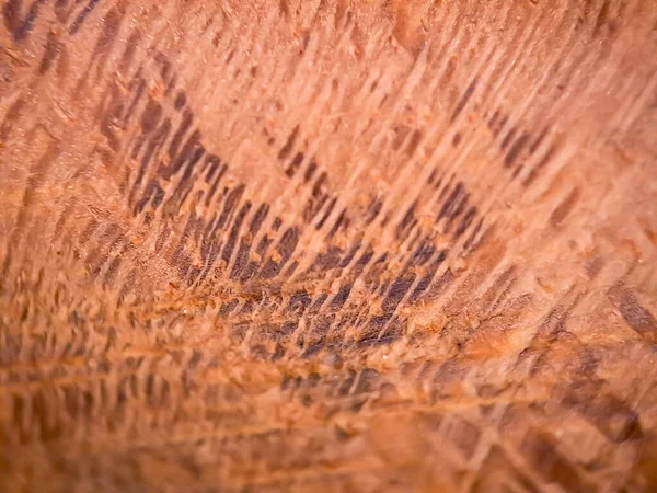 Bruin Hout Textuur Macro Geschikt Voor Behang Achtergrond — Stockfoto