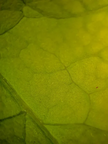 Макро Текстура Зеленых Листьев Бугенвиллии Подходит Обоев Фона — стоковое фото