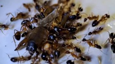 Büyük siyah karıncalar kremalı zeminde ölü böcekler yiyorlar, makro şat evde.