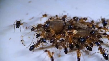 Büyük siyah karıncalar kremalı zeminde ölü böcekler yiyorlar, makro şat evde.