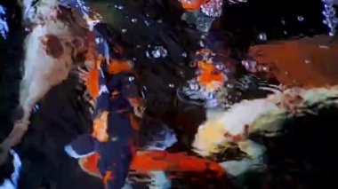 Japon koi balığı ya da süslü sazan balığı siyah taştan yapılmış bir balık havuzunda yüzer. Rahatlamak için popüler hayvanlar ve feng shui anlamı. Tatlı su hayvanları onları şans getirmesi için saklar.