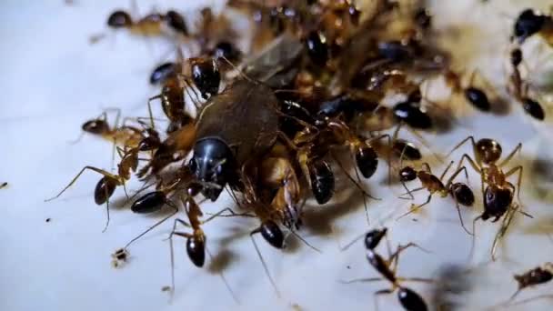 Big Black Ants Eating Dead Insects Cream Tiled Floor Macro — Stock Video