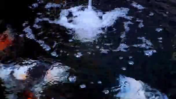 日本的科伊鱼或奇形怪状的鲤鱼在由黑色石头制成的鱼塘中游泳 受欢迎的宠物放松和风水的意思 淡水动物是人类为了好运而饲养它们的动物 — 图库视频影像
