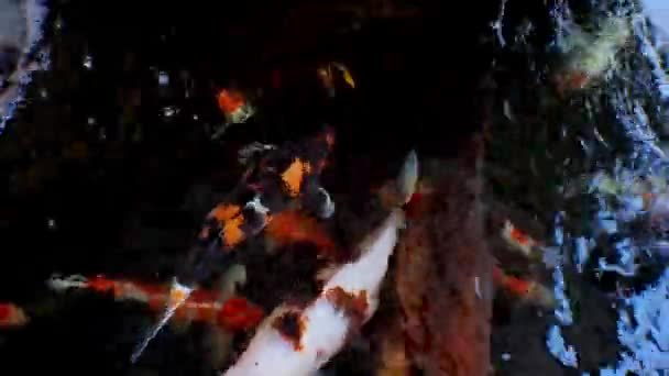 日本的科伊鱼或奇形怪状的鲤鱼在由黑色石头制成的鱼塘中游泳 受欢迎的宠物放松和风水的意思 淡水动物是人类为了好运而饲养它们的动物 — 图库视频影像