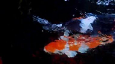 Japon koi balığı ya da süslü sazan balığı siyah taştan yapılmış bir balık havuzunda yüzer. Rahatlamak için popüler hayvanlar ve feng shui anlamı. Tatlı su hayvanları onları şans getirmesi için saklar.