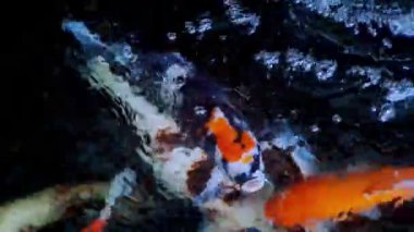 Japon koi balığı ya da süslü sazan balığı siyah taştan yapılmış bir balık havuzunda yüzer. Rahatlamak için popüler hayvanlar ve feng shui anlamı. Tatlı su hayvanları onları şans getirmesi için saklar.