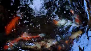 Japon koi balığı ya da süslü sazan balığı siyah taştan yapılmış bir balık havuzunda yüzer. Rahatlamak için popüler hayvanlar ve feng shui anlamı. Tatlı su hayvanları onları şans getirmesi için saklar.