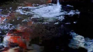 Japon koi balığı ya da süslü sazan balığı siyah taştan yapılmış bir balık havuzunda yüzer. Rahatlamak için popüler hayvanlar ve feng shui anlamı. Tatlı su hayvanları onları şans getirmesi için saklar.