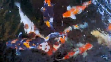 Japon koi balığı ya da süslü sazan balığı siyah taştan yapılmış bir balık havuzunda yüzer. Rahatlamak için popüler hayvanlar ve feng shui anlamı. Tatlı su hayvanları onları şans getirmesi için saklar.